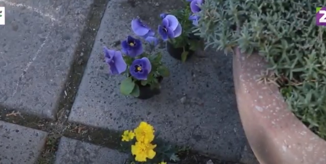 У рамках екомарафону в Ужгороді висаджували жовті і блакитні квіти (ВІДЕО)