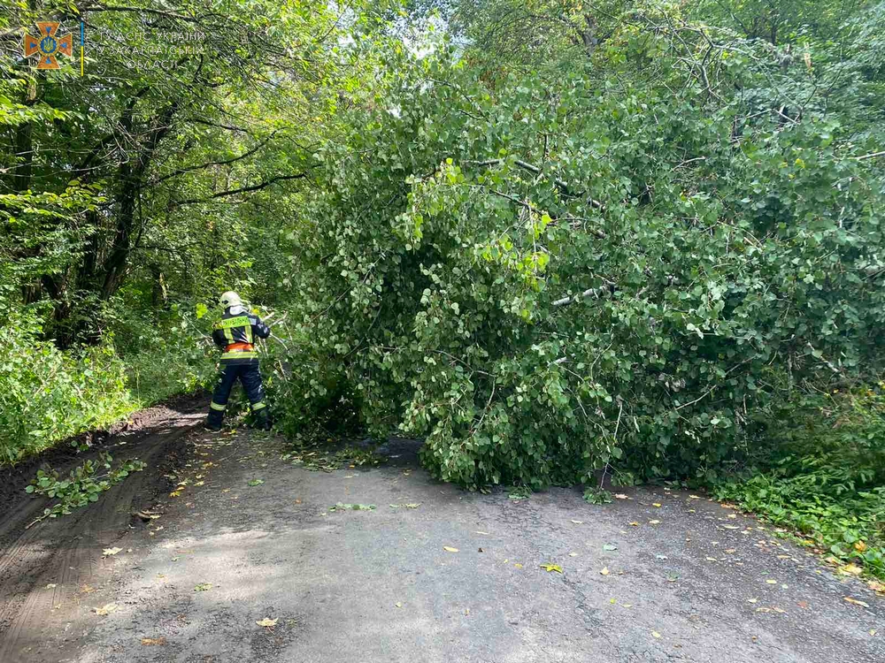 На Ужгородщині впало дерево, перекривши дорогу (ФОТО)