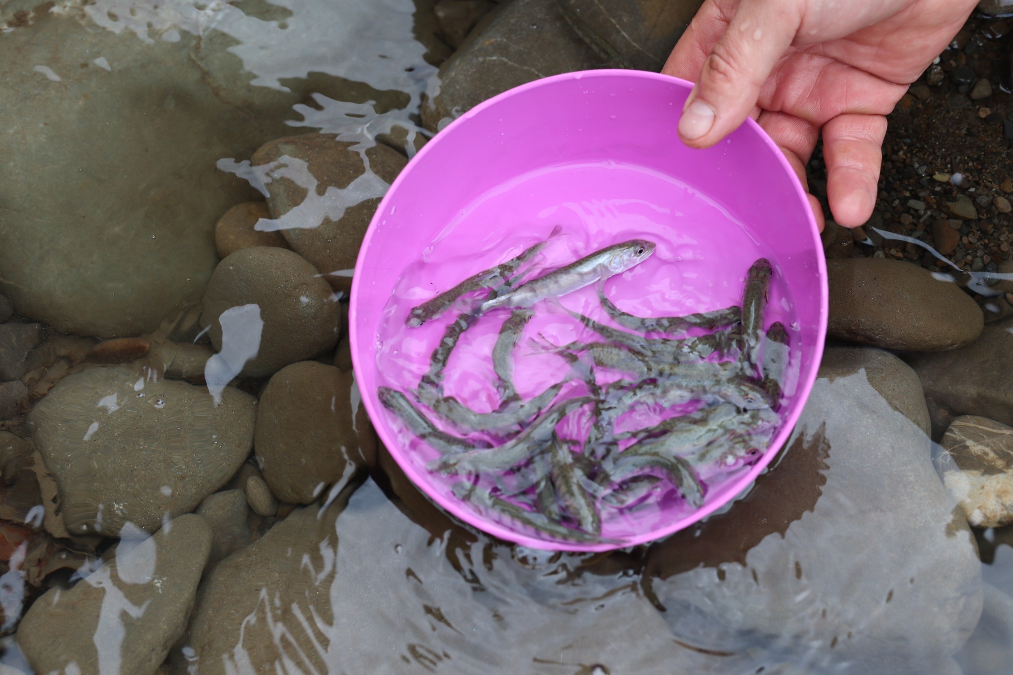 У Тересву на Тячівщині випустили майже 2,5 тисячі мальків лосося дунайського (ФОТО)