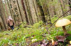 Двох мешканців Міжгір’я, що заблукали під час збирання грибів у лісі, знайшли за кілька годин