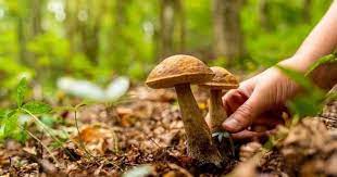 На Хустщині відучора шукають жінку, що заблукала, збраючи в лісі гриби