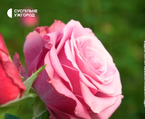 Родина з Мукачева понад пів століття вирощує троянди (ВІДЕО)