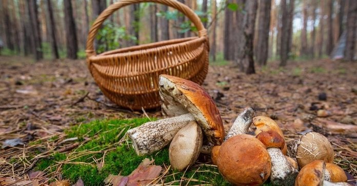 У Синевирській поляні шукають жінку, яка заблукала, збираючи гриби у лісі