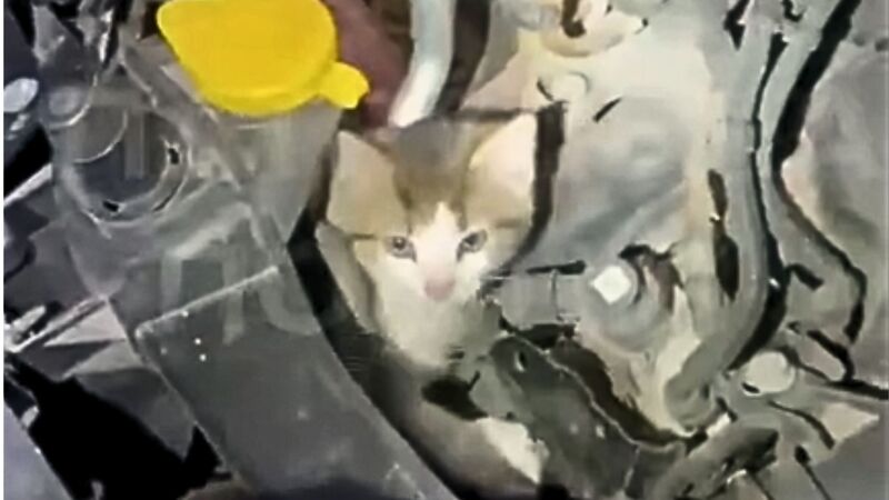 Під капотом авто, яке проїхало понад 200 км від Закарпаття до Хмельниччини, виявили кошеня (ВІДЕО)