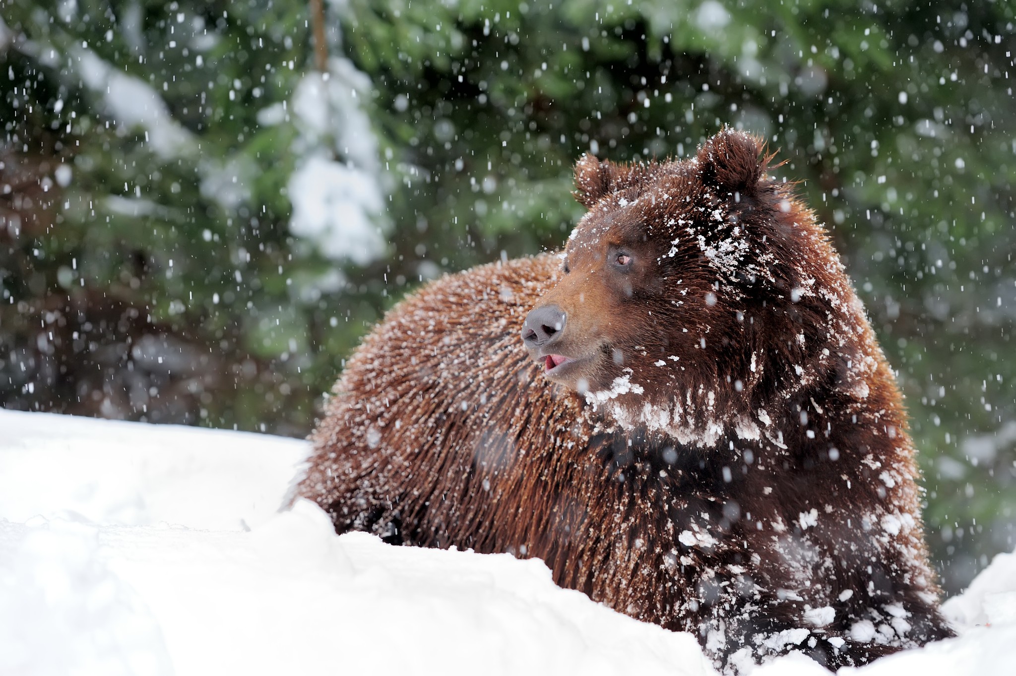 Із 30 ведмедів в нацпарку Синевир на Закарпатті цієї зими у сплячку залягло 12 (ФОТО)