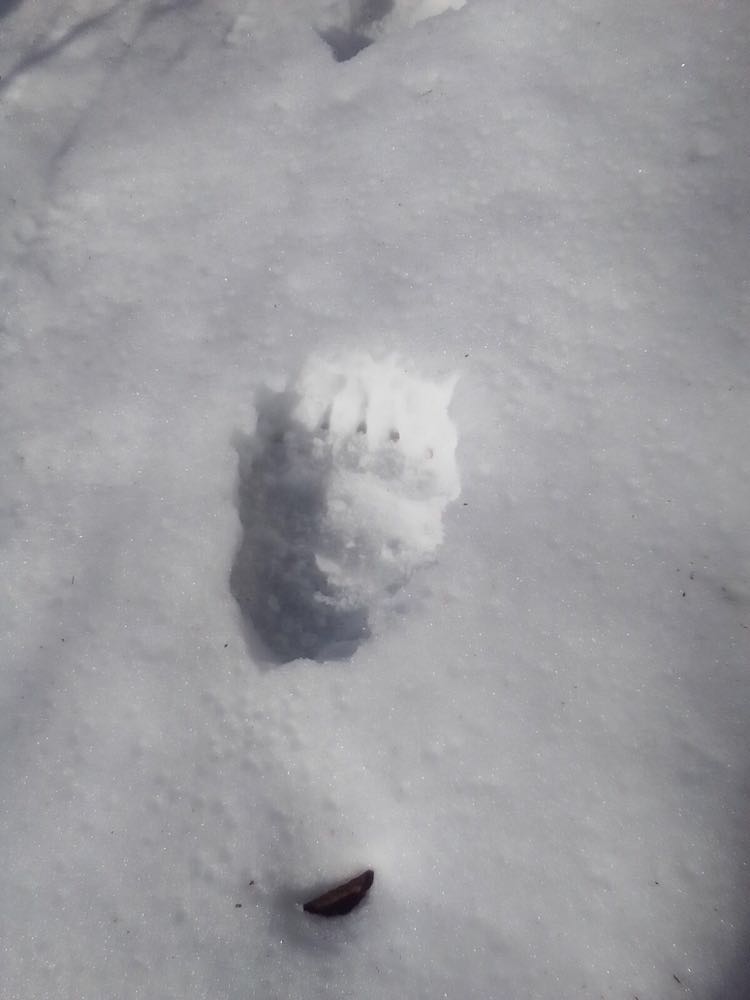 На Закарпатті виявили сліди ведмедя, що не впав у зимову сплячку (ФОТО)