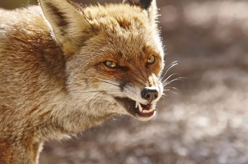 Через випадки сказу у двох районах Закарпаття дозволи регулювання чисельності лисиць