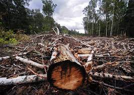 Судитимуть двох колишніх службовців Іршавського лісгоспу, що допустили незаконну порубку дерев зі збитками у понад 50 млн грн 