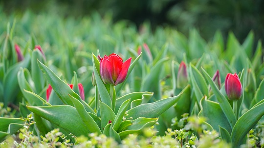 У Мукачеві вже квітне алея тюльпанів пам'яті полеглого  у війні Романа Жука (ФОТО)