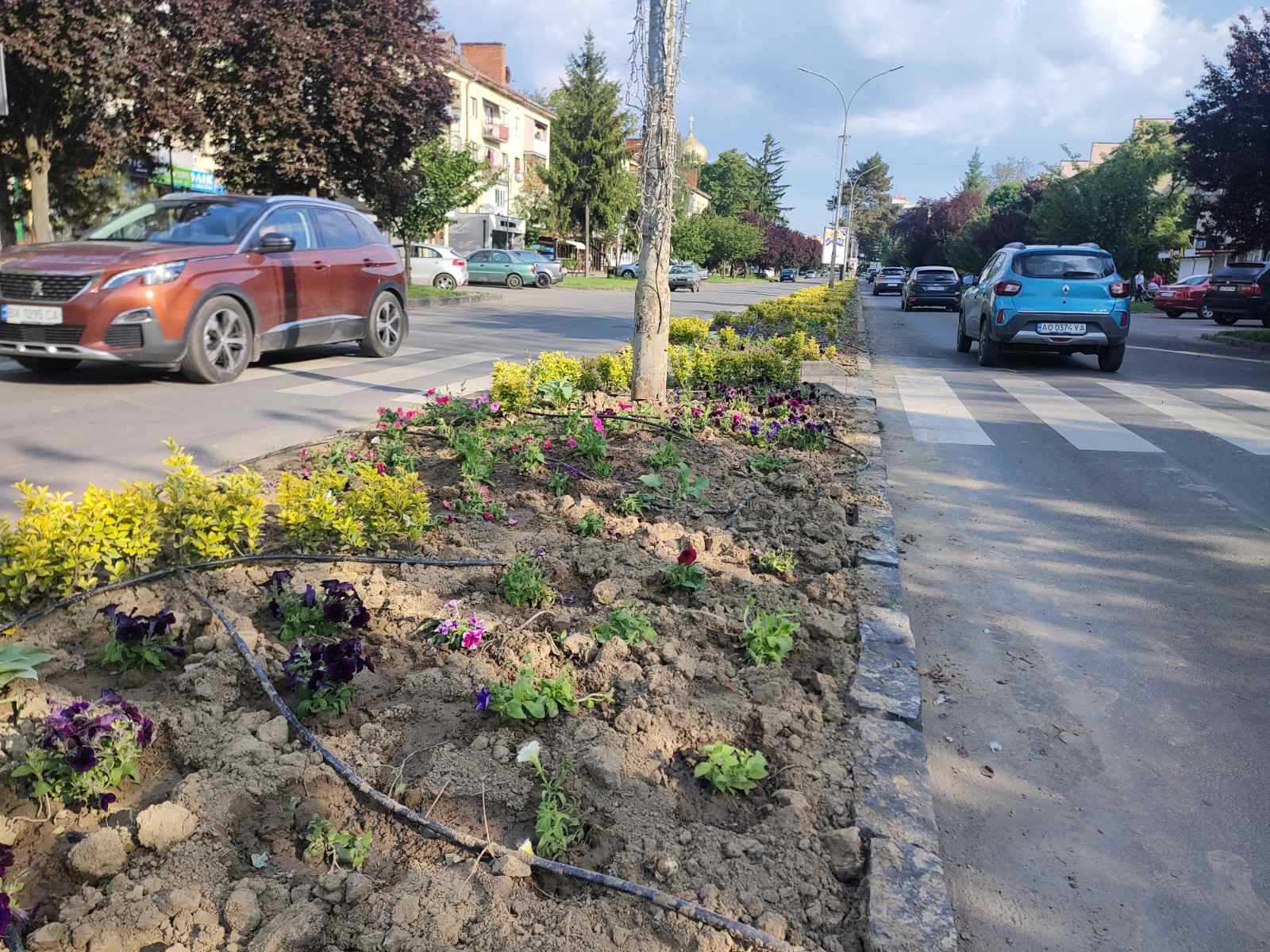 Із міських клумб в Ужгороді крадуть висаджені рослини (ФОТО)