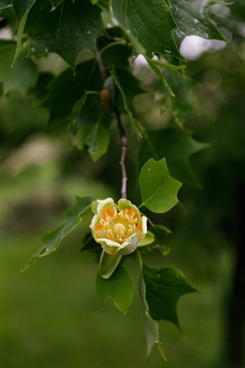 В Ужгороді розквітло тюльпанове дерево (ФОТО)