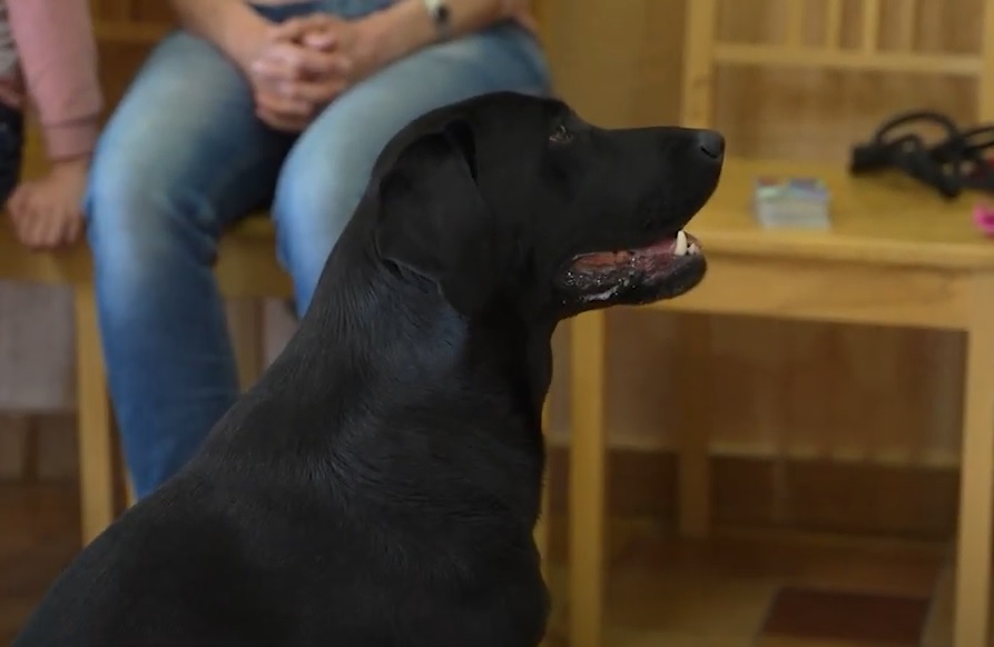 У Берегові для переселенців проводять заняття з психологічної реабілітації за допомогою спеціально навчених собак (ВІДЕО)