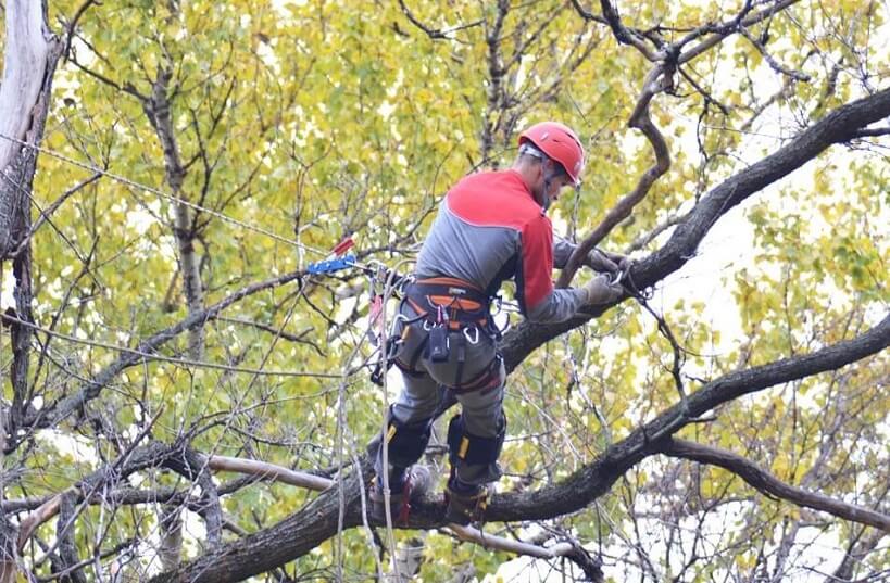 Ужгородська лікарня віддасть родичці екскомунальника 100 тисяч на утаємничене підрізання дерев