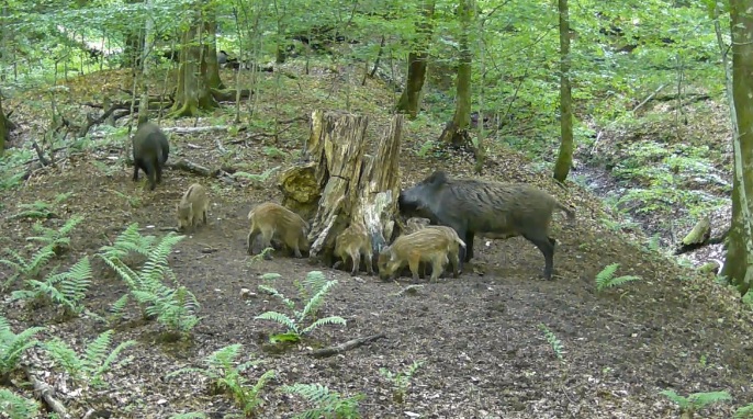 У лісах Закарпаття фотопастки "вполювали" малечу дикої свині в супроводі матусь (ВІДЕО)