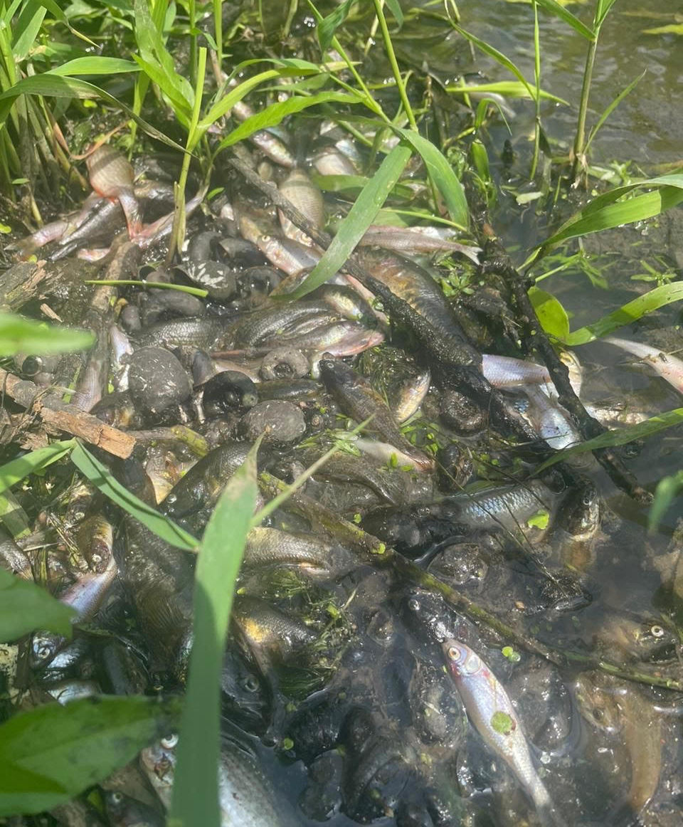 На Мукачівщині в результаті забруднення річки масово загинула риба (ФОТО)