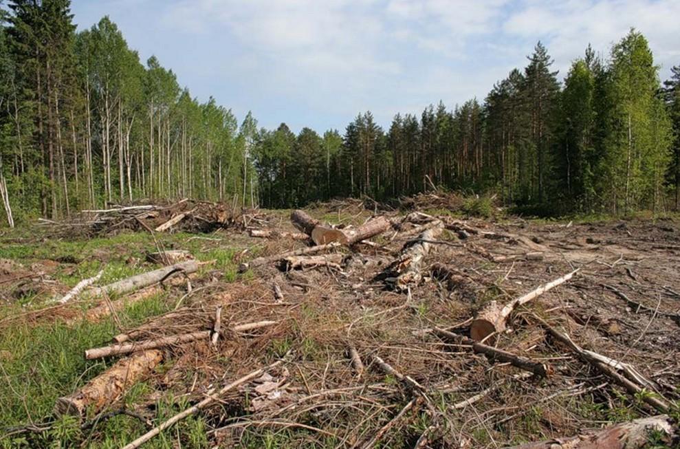 Судитимуть двох екскерівників лісгоспу на Закарпатті, які допустили незаконну вирубку лісу на понад 50 млн грн