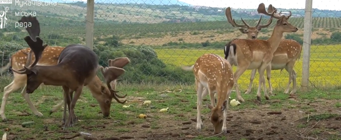 У селі на фермі неподалік Мкачева оселилися олені, муфлони та ему (ВІДЕО)