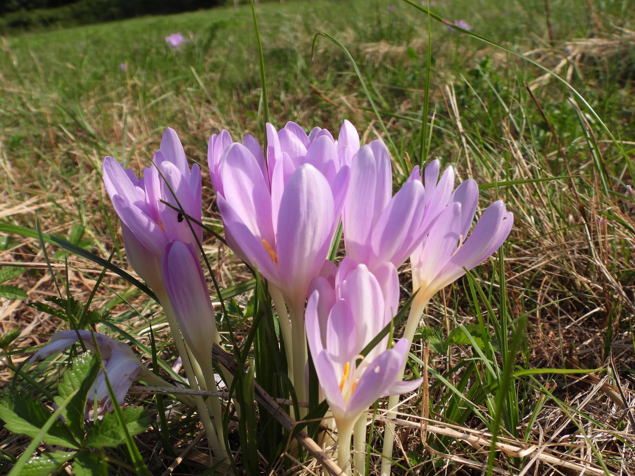 В Ужанському нацпарку на Закарпатті цвіте "квітка розмарія" (ФОТО)