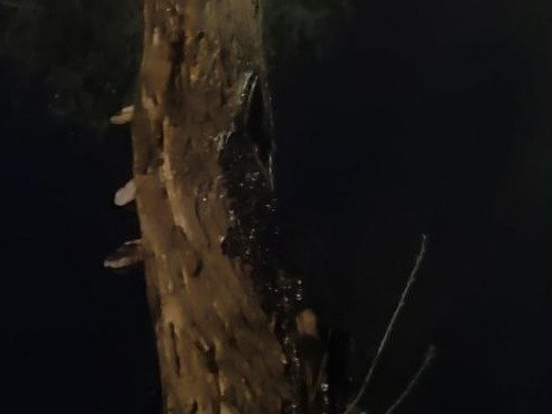 В Ужгороді вночі горіло дерево (ФОТО)