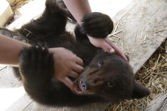 На Закарпатье медведей реабилитируют после боев с собаками и танцев на углях. Фото 3