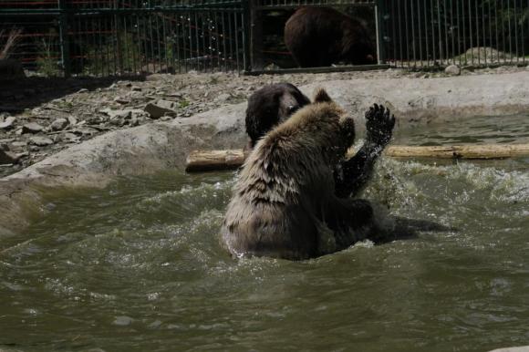 На Закарпатье медведей реабилитируют после боев с собаками и танцев на углях. Фото 1