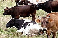 На Ужгородщині поголів’я корів зменшилося на 3% (ВІДЕО)