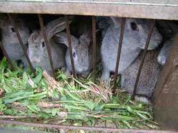 Закарпатець вирощує кролів 17 порід (ВІДЕО)