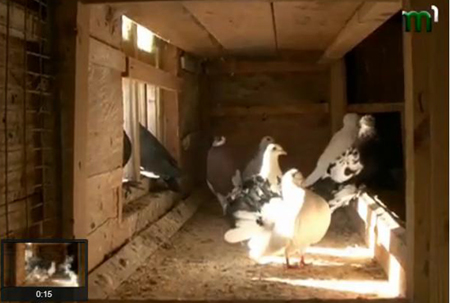 Мешканець закарпатської Колочави утримує 2 тисячі голубів і папуг (ВІДЕО)