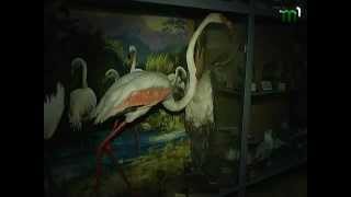 Зоологічний музей УжНУ відомий і за межами України (ВІДЕО)