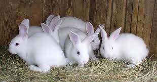 Закарпатець вирощує 45 видів породистих кролів