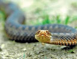 На Закарпатті вже 10 людей постраждали від укусів змій
