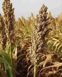 На Мукачівщині вирощують зернову культуру сорго
