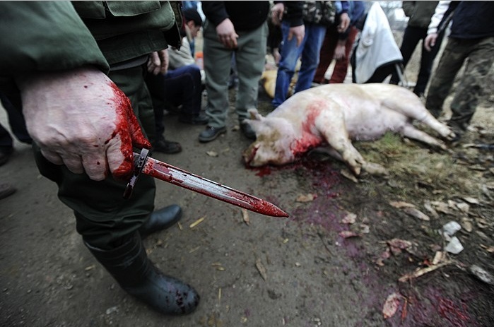 На фестивалі гентешів в Гечі одночасно позбавлять життя 26 свиней