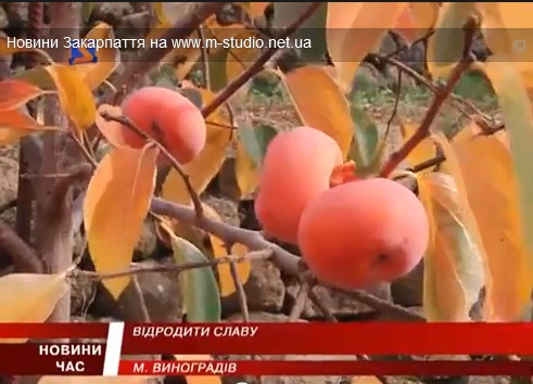 На Чорній горі у Виноградові збирають урожай субтропічних культур (ВІДЕО)