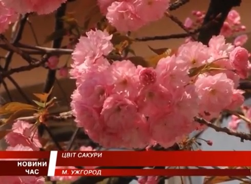 На цвітіння ужгородських сакур з