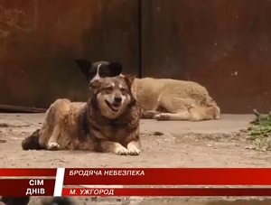 За 2 місяці від укусів собак постраждало 50 ужгородців (ВІДЕО)