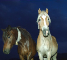 Альпійські коні у Карпатах (ВІДЕО)