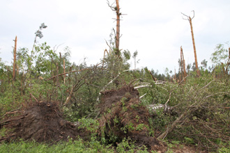 Березнянський лісгосп через пошкодження буревієм майже півтисячі га вже зазнає збитків у майже 3 млн грн (ВІДЕО)