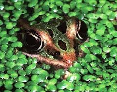 На Перечинщині заради делікатесу відловлюють ставкових жаб, через що їхня популяція може зникнути (ВІДЕО)