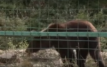 Через відсутність грошей на Закарпатті не можуть прийняти чергового ведмедя зі Львова (ВІДЕО)
