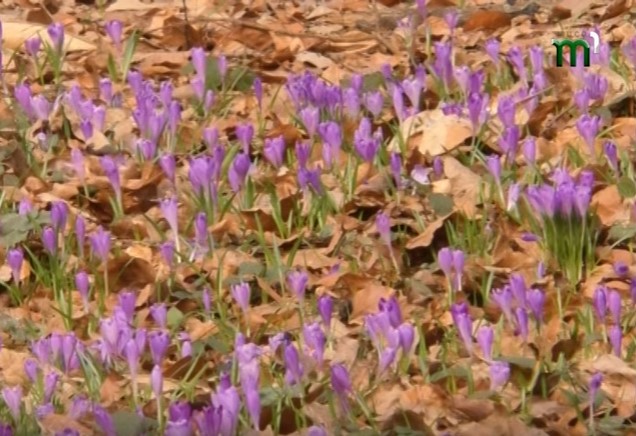 Парк "Березинка" на Мукачівщині квітує крокусами (ВІДЕО)