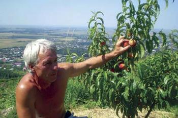 Персики на виноградівській Чорній горі родять із червня до кінця вересня