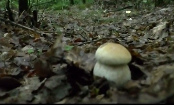Сезон збору грибів на Закарпатті – у розпалі (ВІДЕО)
