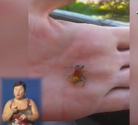 В Ужгороді невідомий павук вкусив чоловіка (ВІДЕО)