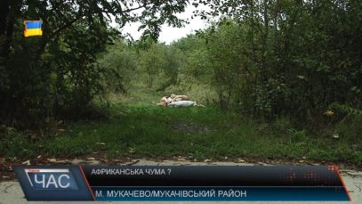 Поблизу мікрорайону Шипка у Мукачеві виявили більше 20 туш мертвих свиней (ВІДЕО)
