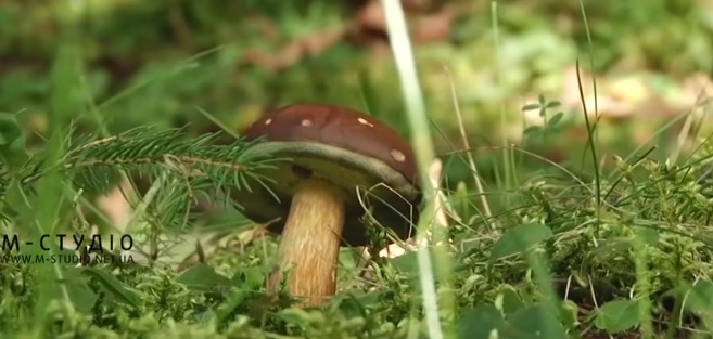 Сезон грибів розпочинається на Міжгірщині (ВІДЕО)