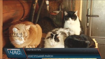 Кількість котів у "котячому" туристичному закладі на Міжгірщині зросла до 100 (ВІДЕО)