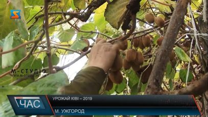 В Ужгороді зібрали цьогорічний урожай закарпатського ківі (ВІДЕО)