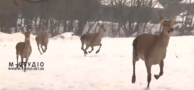 На Іршавщині лісівники рятують оленів і козуль від голоду (ВІДЕО)