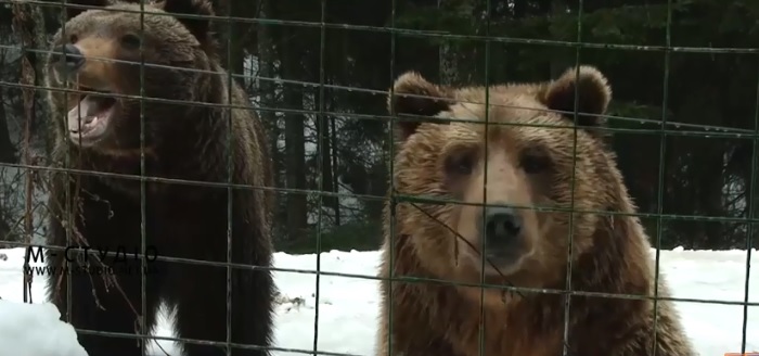 Поки немає рішення суду, конфісковані з міні-зоопарку на Донеччині ведмеді – гості на Закарпатті тимчасові (ВІДЕО)